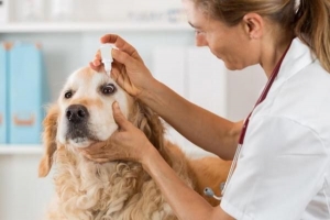 Hur man applicerar ögondroppar på en hund