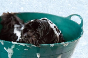 Hur man badar en hund som hatar vatten
