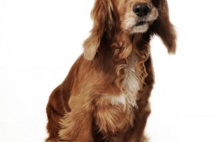 Hur man badar en hund utan vatten