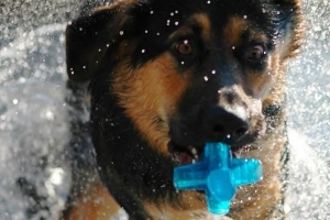 Hur du badar din hund hemma