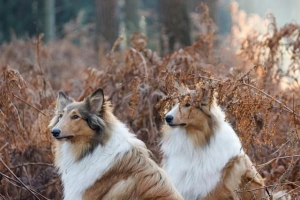 Hur man föder upp en hund för första gången