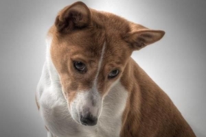 Hur man tar hand om en basenji-hund