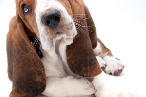 Hur man tar hand om en basset hound
