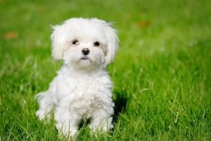 Hur man tar hand om en bichon maltese