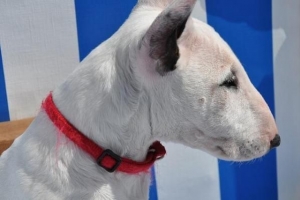 Hur man tar hand om en bullterrier