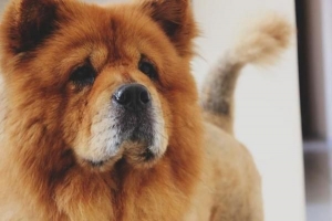 Hur man tar hand om en chow chow