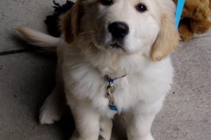 Hur man tar hand om en golden retriever - från valp till vuxen ålder