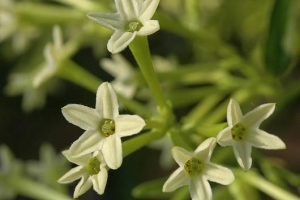 Hur man tar hand om en lady of the night plant