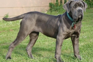 Hur man tar hand om en napolitansk mastiff