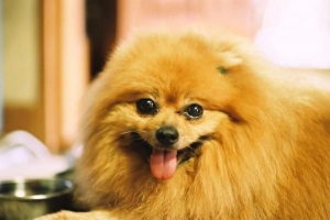 Hur man tar hand om en pomeranian