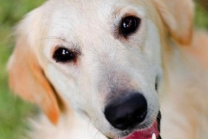Hur man tar hand om en gravid hund steg för steg