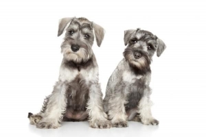 Hur man tar hand om en schnauzer