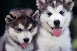 Hur man tar hand om en siberian husky på rätt sätt