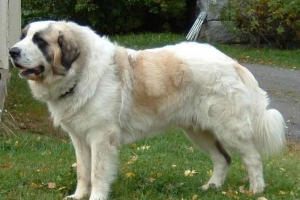 Hur man tar hand om en spansk mastiff