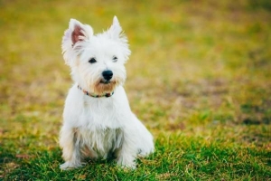 Hur man tar hand om en westie