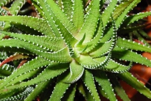 Hur man tar hand om en aloe vera-växt på rätt sätt
