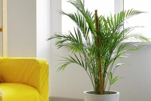 Hur man tar hand om en areca palm plant