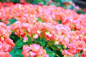 Hur man tar hand om begonia