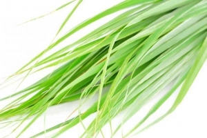 Hur man tar hand om citronella