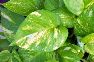 Hur man tar hand om devil's ivy
