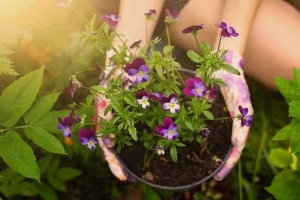 Hur man tar hand om trädgårdspenséblommor