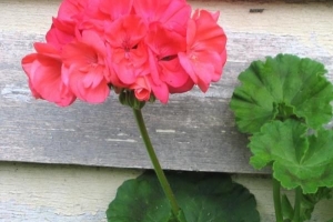 Hur man tar hand om pelargoner