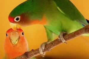 Hur man tar hand om lovebirds