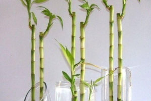 Hur man tar hand om lucky bamboo house plants