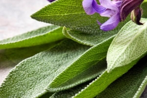 Hur man tar hand om salvia