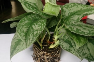Hur man tar hand om silver satin pothos