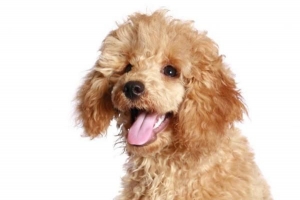 Hur du tar hand om din toy poodle