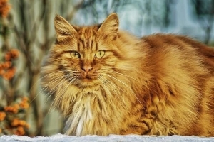 Hur man väljer den bästa borsten för min katt