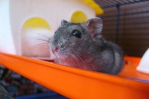 Hur man rengör en hamsterbur på rätt sätt