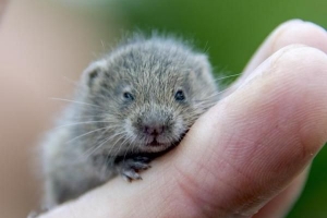 Hur man rengör din hamsters tänder