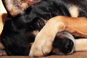 Hur man botar en hunds stye med naturläkemedel