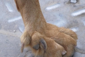 Hur man klipper en hunds daggklo