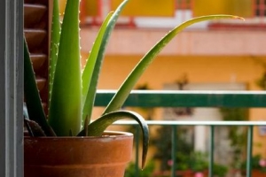 Hur man skär aloe vera-blad