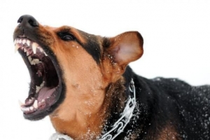 Hur man handskas med en aggressiv hund
