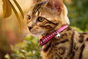 Hur man avmaskar en katt hemma