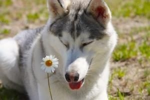 Hur man avmaskar min hund