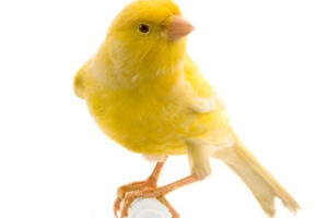 Hur man matar en kanariefågel på rätt sätt
