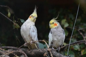 Hur man matar en cockatiel chick