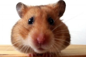 Hur man matar en hamster