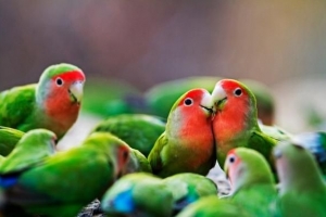 Hur man matar en lovebird