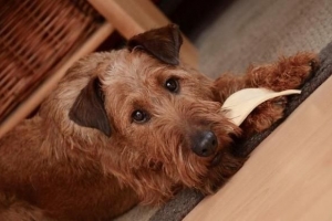 Hur man matar en undernärd hund