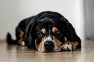 Hur man matar en gammal hund
