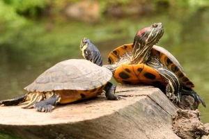 Hur man matar terrapins om de inte äter köpt mat