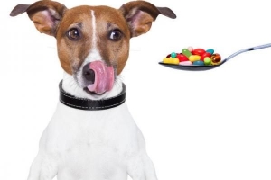 Hur man får en hund att svälja ett piller