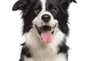 Hur man blir av med min hunds dåliga andedräkt