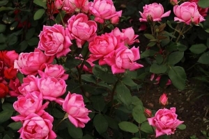 Hur man blir av med skadedjur i rosenbuskar
